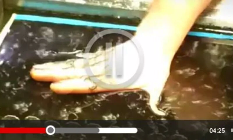 Hydro Dipping Process – See Carbon Dipping In Action